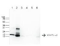 H3K27me3 | Histone H3, trimethylated lysine 27 (H3K27me3) in the group Antibodies Plant/Algal  / DNA/RNA/Cell Cycle / Plant Epigenetics/DNA methylation at Agrisera AB (Antibodies for research) (AS16 3193)